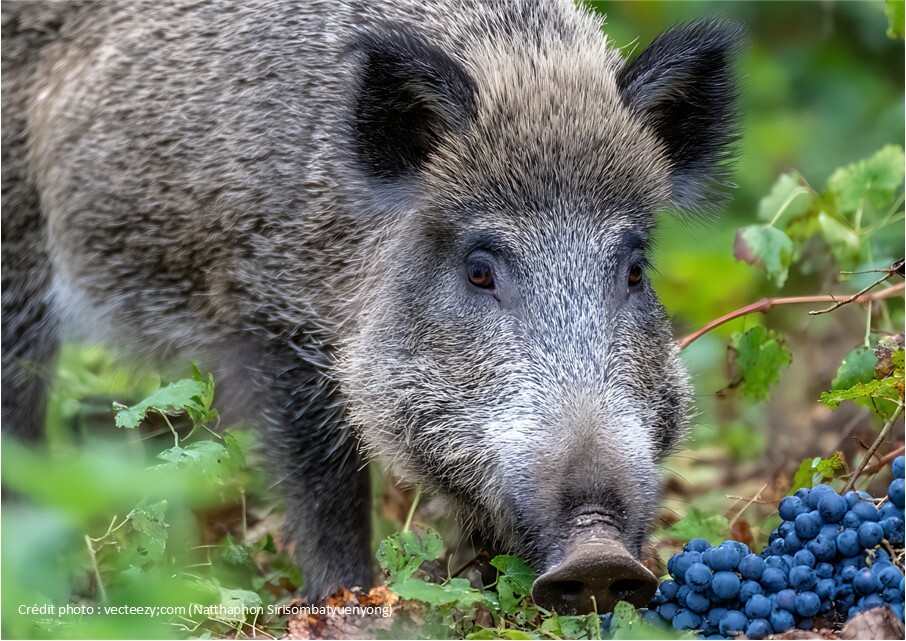 SANGLIER-VECTEEZY.COM