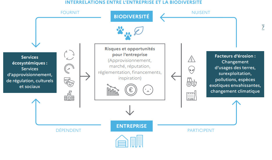 Schéma : interactions entreprises &amp; biodiversité